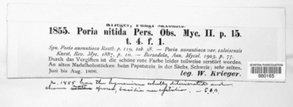 Poria nitida image